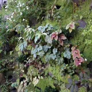 壁面緑化。植物の植え方で自然に見えるようにしてある。老沼邸の塀の内側にもこのような壁面緑化を設置している。