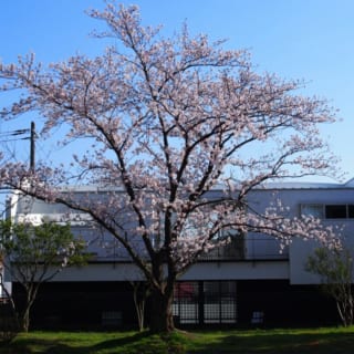 外観北／北側の公園内から見た桜本邸。見事な桜の木が建物のちょうど中央に来るよう計算されており、贅沢な借景を楽しめる