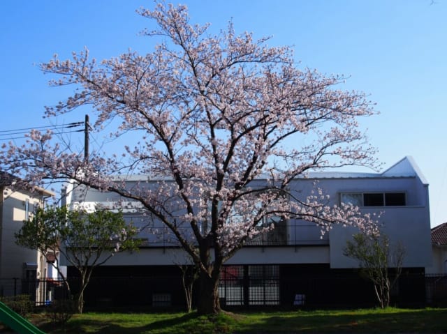 外観北／北側の公園内から見た桜本邸。見事な桜の木が建物のちょうど中央に来るよう計算されており、贅沢な借景を楽しめる