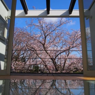 2階居間、花見テラス／大胆な開口で、満開の桜と青い空が視界を埋め尽くす。自宅でこの眺めを得られるのは大きな魅力。景色を損なわないよう、カーテンはつけていない