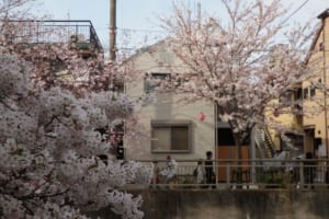 桜並木の絶景を満喫できる2階ダイニングキッチンが一家団欒の場