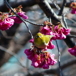 ダイニングの庭先に訪れたメジロ。鳥や蝶、花など季節の移り変わりを、日々ダイニングから味わっている