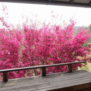 暮らし始めてから10年以上の月日が経過し、植栽も大きくなった。春はピンクのトキワマンサク、夏はヤマボウシなど四季折々の木々を2階から眺められる。ウッドデッキも年月を重ね、雰囲気ある表情になっている