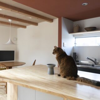 キッチンカウンターでLDKを眺める猫。猫のためにさまざまな工夫を凝らした住まいが完成し、大満足の様子