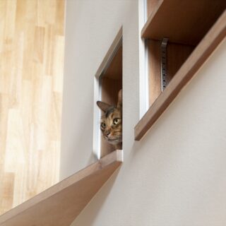 2階の階段ホールの一角には小さな猫スペースが。猫の習性を調べ尽くして設計に臨んだ吉田さんの狙い通り、猫たちは引越し初日からここに入り込んでいたそう