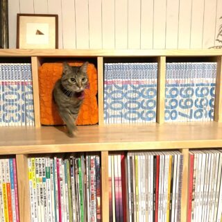 階段状の本棚は「猫大階段」。アトリエの応接室にある猫ロフトへのぼっていく猫のための動線だ。廣瀬さんによると、猫同士がケンカする要因は「資源の奪い合い」なのだそう。猫大階段は幅広のスペースなので、2匹の猫がすれ違いざまにパンチするといった事件回避に役立つ