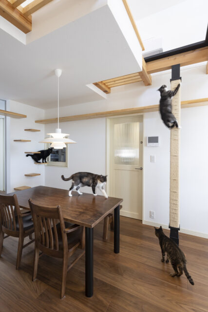 猫立ち入り禁止のキッチンにいるKさまが見える窓（写真左）のそばには、窓をのぞきやすい猫ステップを設置