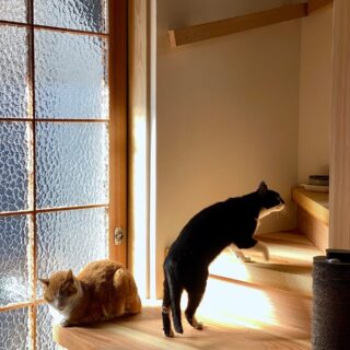 階段や現しの梁など、遊べるスポットが盛りだくさんの新居。2匹の愛猫も興味津々で探検しているそう