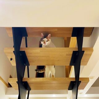 リビングで階段の猫と目が合う。廣瀬さんが設計する家では、猫との楽しいふれいあいがたくさん生まれる