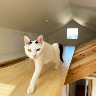 小屋裏のメインキャットウォークは猫にとっての大通り。構造を工夫し、猫が歩きやすい無柱空間にしている