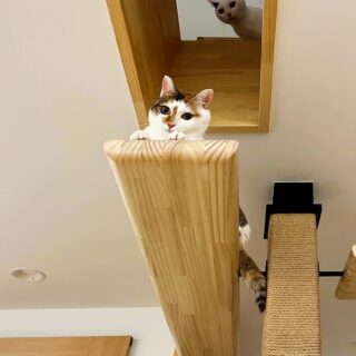 上下移動のルートも豊富。2階ホールの床にある猫穴からは、1階上部のキャットウォークにジャンプできる