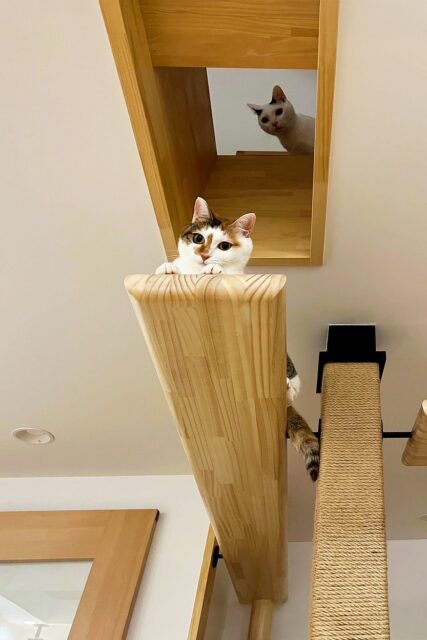 上下移動のルートも豊富。2階ホールの床にある猫穴からは、1階上部のキャットウォークにジャンプできる