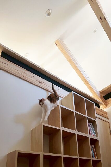 小屋裏からは猫階段のほか、洋室の中にある階段状収納を使って2階に下りてくることも可能