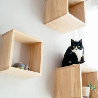 太陽光で暖められる二段目は、猫のひなたぼっこの特等席。