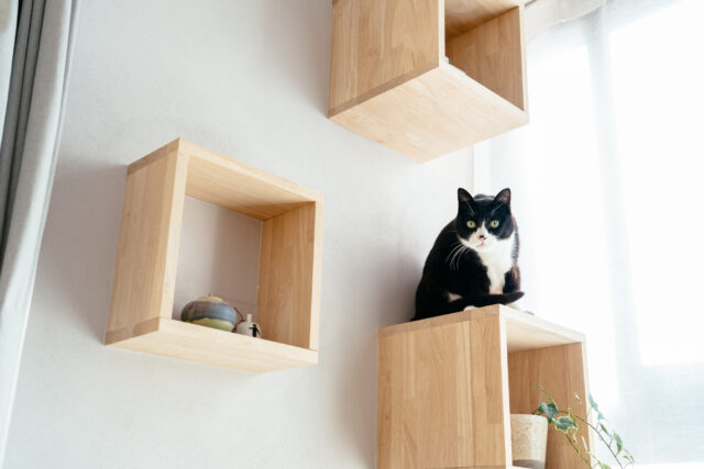 太陽光で暖められる二段目は、猫のひなたぼっこの特等席。