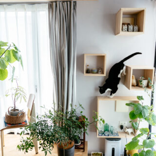 壁には大小４つの飾り棚。猫が上り下りするための階段の役割を果たす。