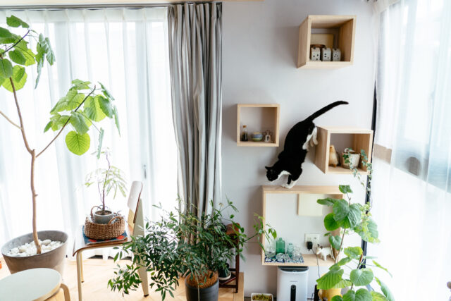 壁には大小４つの飾り棚。猫が上り下りするための階段の役割を果たす。